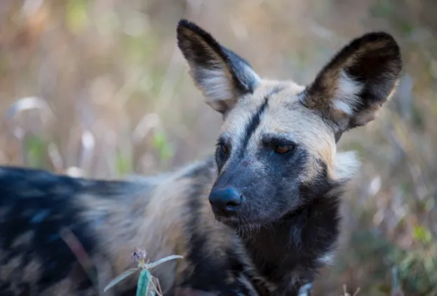 Close-up of African wild dog, Getty
