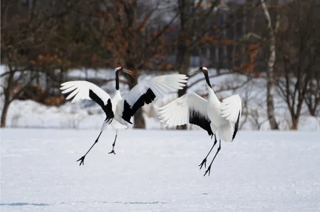 Red-crowned cranes dancing display © Alexandre Shimoishi / Getty