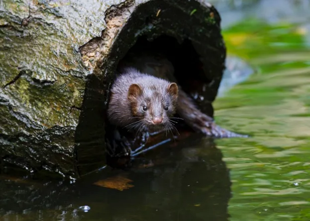 American mink (Neovison vison / Mustela vison), mustelid native to North America in hollow tree trunk on river bank