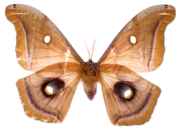The Polyphemus moths Antheraea polyphemus feature another anti-predator illusion - prominent eyespots on their hindwings © Kawahara Lab / Florida Museum