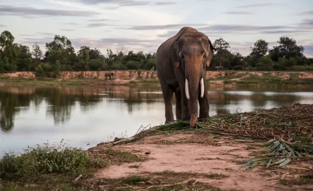 An elephant stands near a lake at Ban Ta Klang Elephant Village, Surin province, Thailand, on Saturday, Nov. 26, 2016. Ever since the craze for Kopi Luwak, an Indonesian coffee originally made from part-digested beans defecated by wild palm civets, began more than a decade ago, coffee connoisseurs have sought unusual ways to make the perfect brew. Black Ivory Coffee Founder Blake Dinkin uses elephants to process his beans. The resultant coffee can be bought online at approximately $1,900 a kilogram. Photographer: Taylor Weidman/Bloomberg via Getty Images