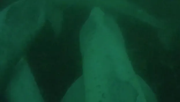 A still image from the footage showing three of basking sharks together © SNH / University of Exeter
