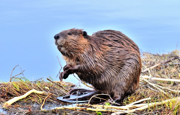Canadian Beaver Vs. Russian Beaver Canada may not have existed as we know it today if it wasn’t for the ...