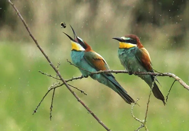 Bee-eaters_623-1807b06