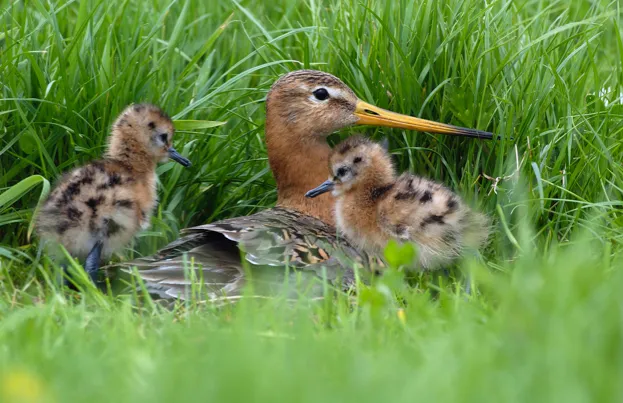 Black20Tailed20Godwit20adult202620chicks20-20Will20Meinderts2028FLPA29_623-22523e6