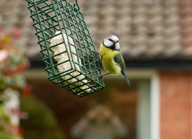 Blue tit on feeder with house in background