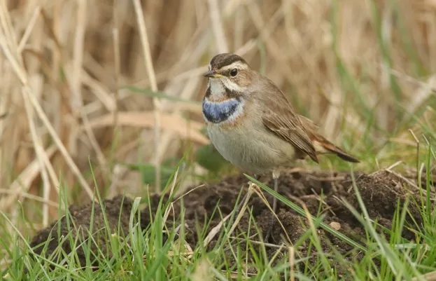 A stunning Bluethroat (Luscinia svecica) in the grass searching for food.