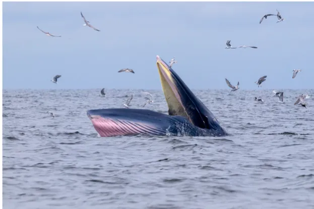 Bryde's whale with seagull in gulf of Thailand