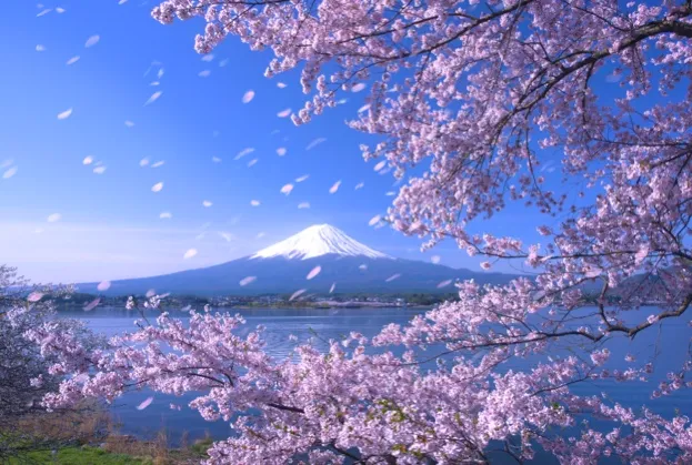 Cherry Blossoms, Animals and the Edge of the Earth - Culture - Japan Travel