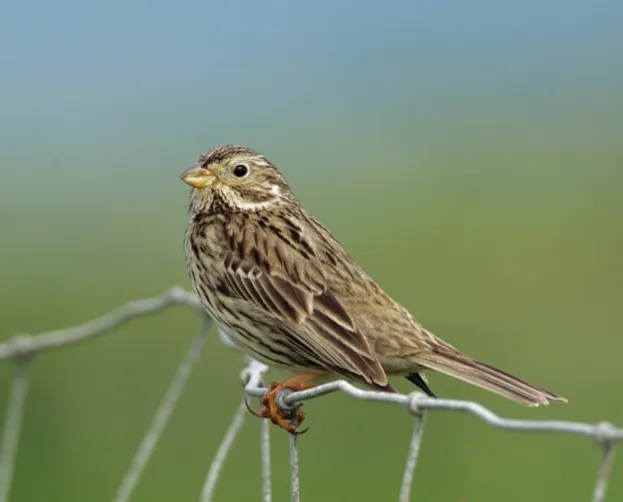 Corn Bunting Recovery Project. Cornwall, England. June 2008.