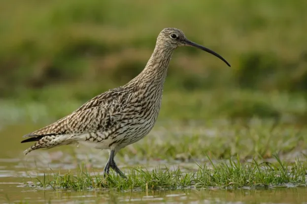 Curlew Numenius arquata, walking in shallow water, Geltsdale RSPB reserve, Cumbria, England, May