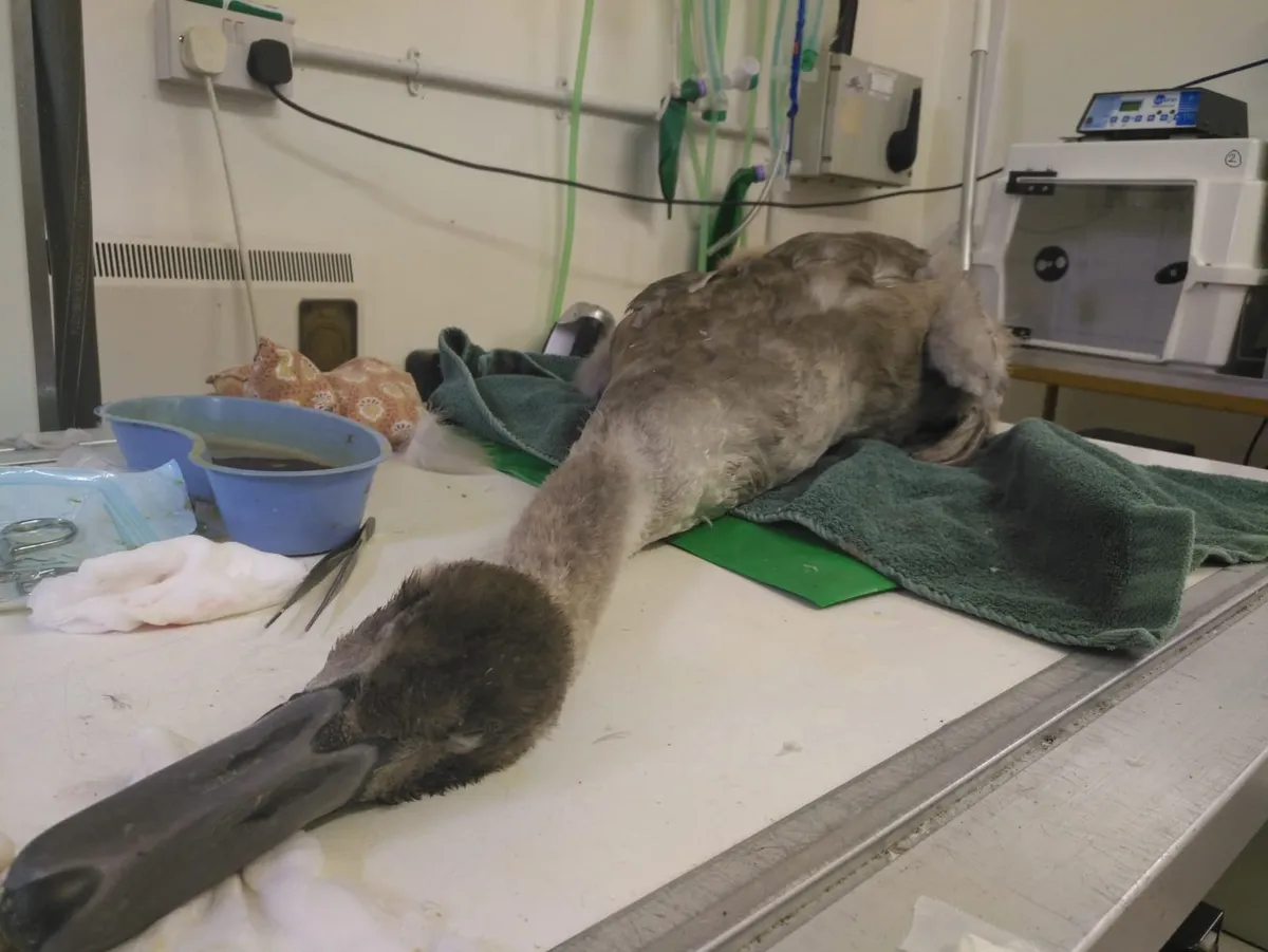 The cygnet during surgery. © RSPCA