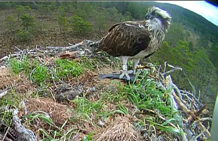 EJ feeds for the first time in four days, following the death of the chicks. © RSPB
