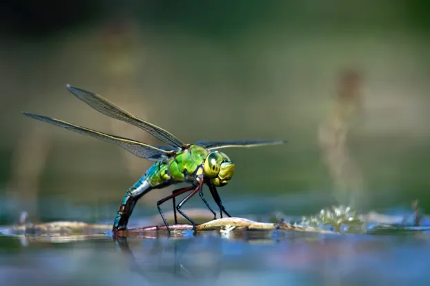 Female Emperor Dragonfly / Blue Emperor (Anax imperator) laying eggs in water of pond