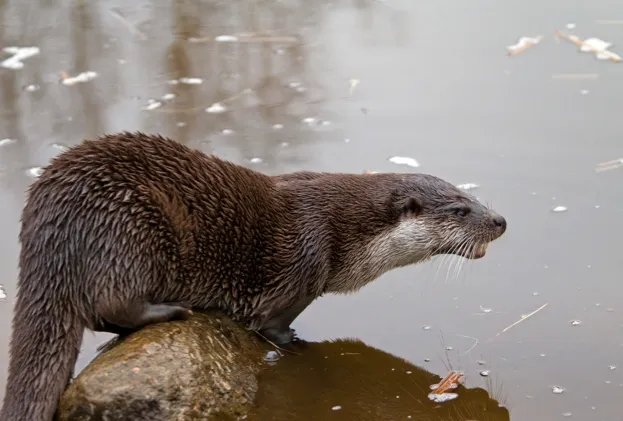 Europese otter (Lutra lutra) op rots in rivier European river otter (Lutra lutra) on rock in river