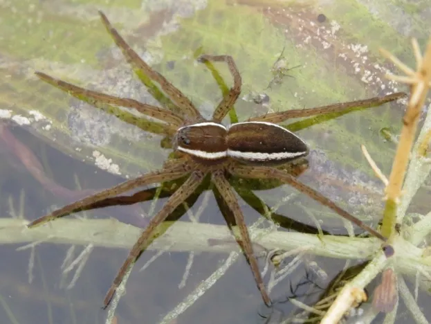 The favourite 'bug' in Wales was the fen raft spider. © Steven Falk 
