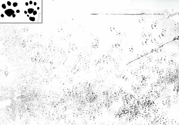 An example of footprint tunnel findings, showing various small mammal footprints. Graphic shows hedgehog footprints © William Harbert of Prickle Project (a hedgehog educational group)