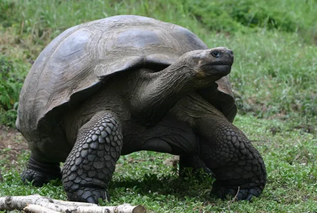 Galapagos20giant20tortoise20C2A920Vanessa20Horwell20_623-e5c457d