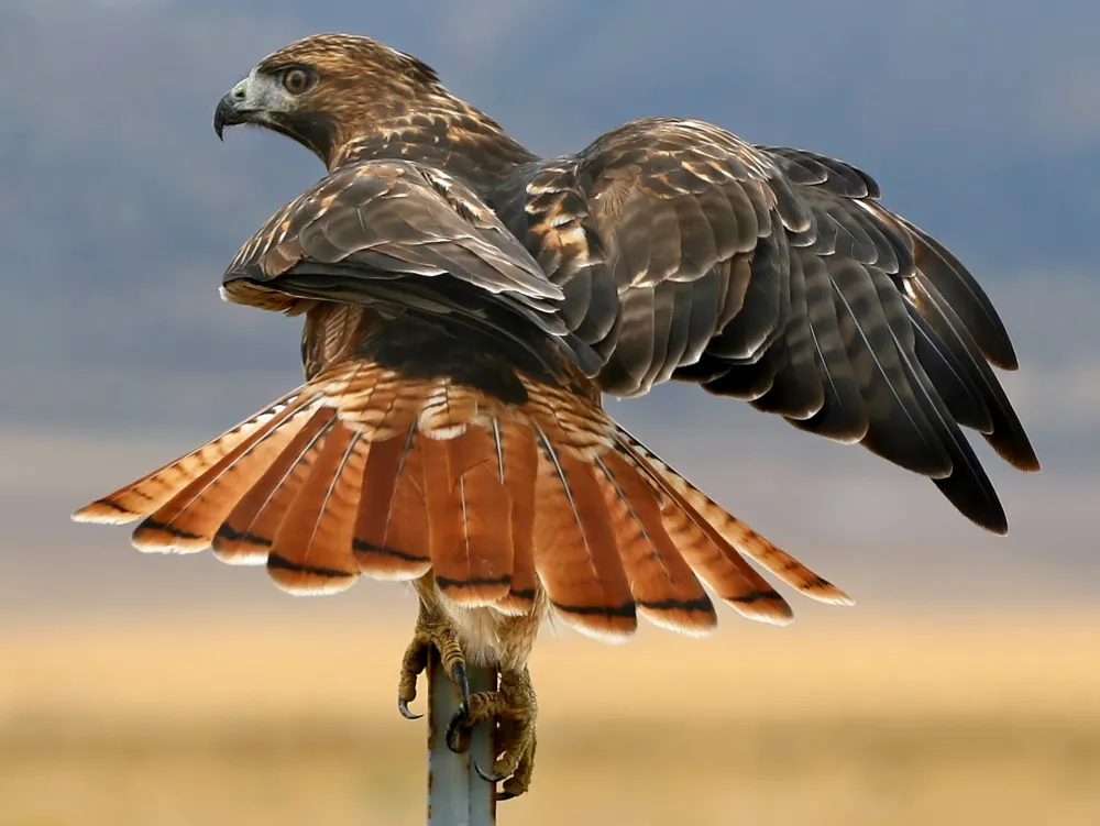 Red-tailed hawks are one of many migrating species © Rich Legg / Getty