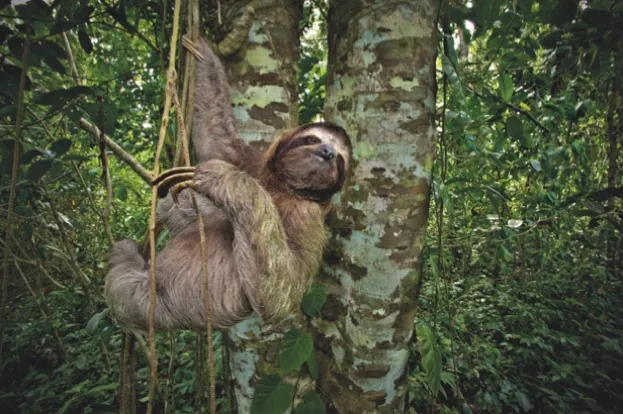 The three -toed sloth is active during the day and only eats leaves from trees and lianas. They move to a new tree often enough to balance their diet, or about once every 1. 5 days. Sloths (here the three-toed) are hunted by big cats such as pumas and jaguars, and birds of prey © Danita Delimont / Getty