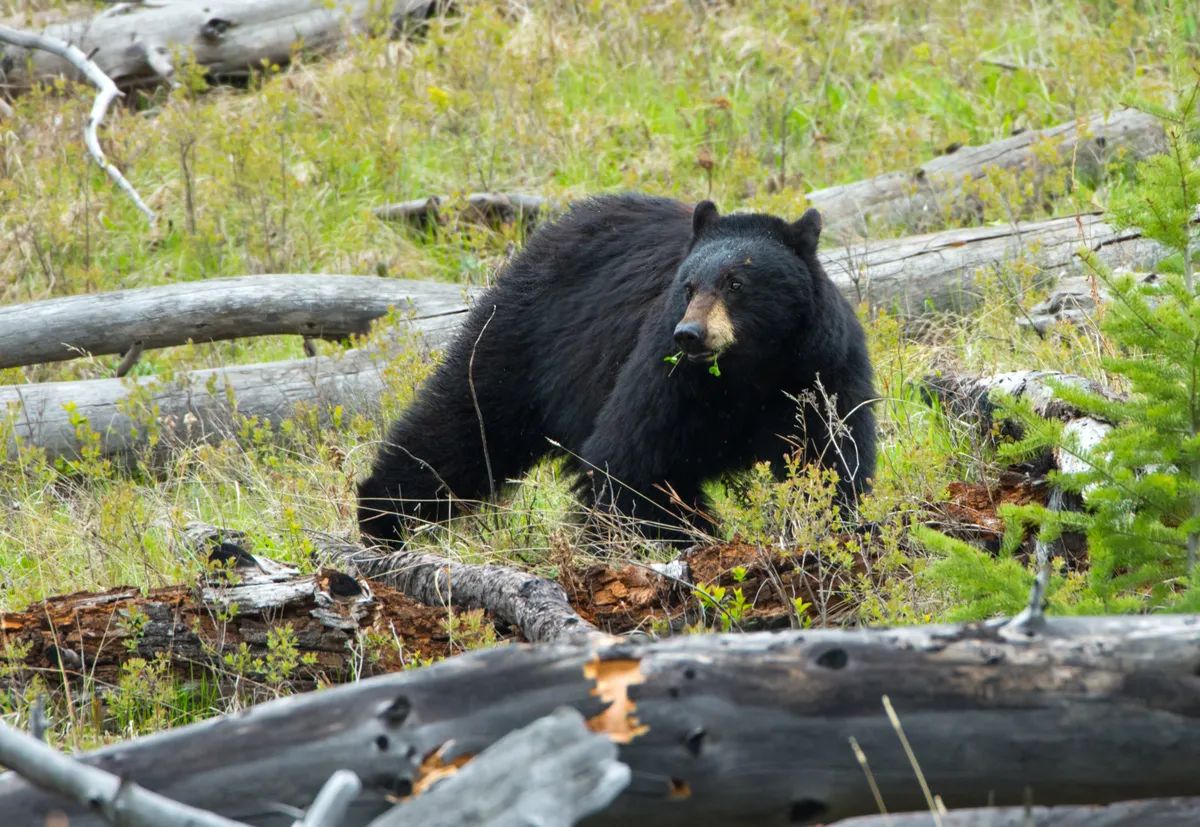 Black bears are omnivores and their diet varies according to season and location © Bird Images / Getty