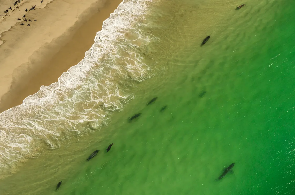 Great white sharks patrol the Cape Cod shores to predate the grey seals that thrive there © Brian J. Skerry / Getty