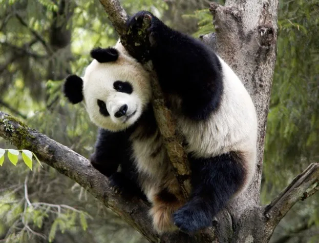 Panda on tree