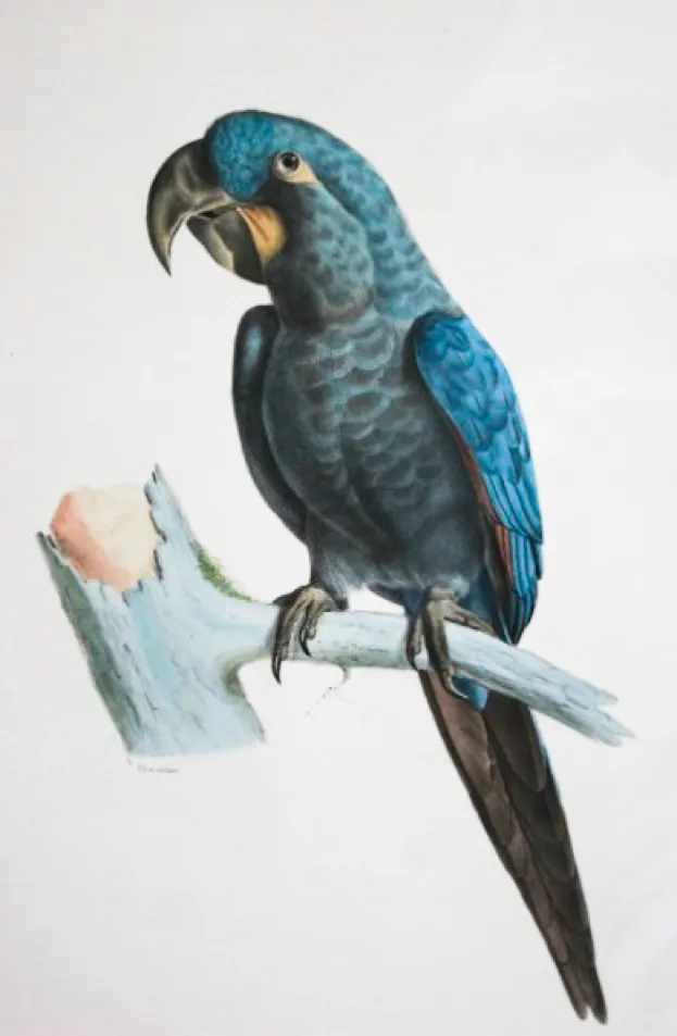 The glaucous macaw has not been seen since 1998 and is now listed as Critically Endangered (Possibly Extinct) © USA Public Domain Bourjot Saint-Hillaire