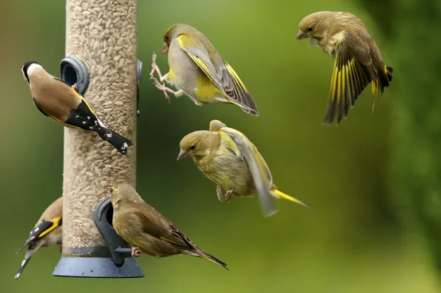 Goldfinches20and20greenfinches_Andrew20Howe2028Getty29_623-c98d580