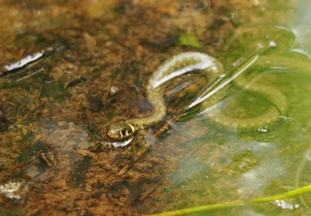 Grass snake (Natrix natrix) in water, Mihai Leu