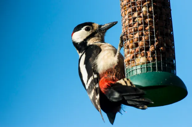 Great spotted woodpecker (Dendrocopus major), male, feeding on a peanut feeder in a garden
