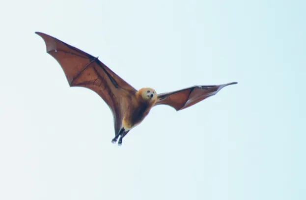 A mass cull between 205 and 2016 was a major contributor to the 50 per cent population decline ot the Greater Mascarene Flying Fox Pteropus niger. © Martin D. Parr