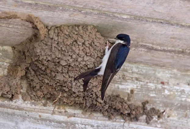 Common house martin / northern house martin (Delichon urbicum) constructing mud nest in building