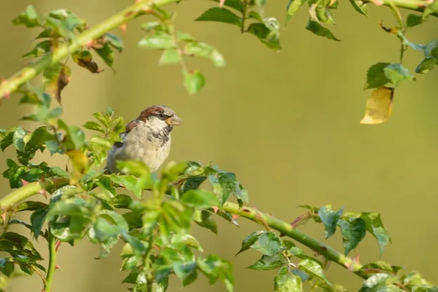 House sparrow Passer domesticus, adult male sitting on branch, Dorset, August