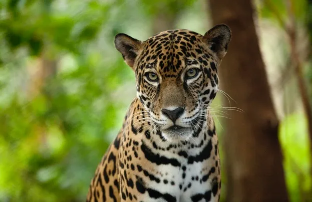 Jaguar_CostaRica_Captive_Las_Pumas_Rescue_Shelter_PaulSouders_623-37f279a