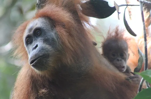 The Tapanuli orangutan is believed to be a separate species © James Askew