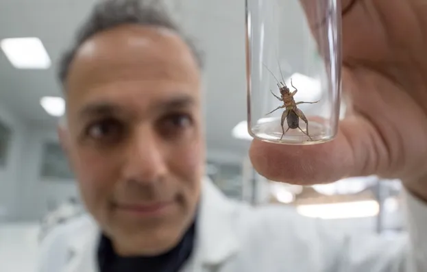 Professor Karim Vahed captive breeding Scaly Crickets (Pseudomogoplistes vicentae) in the laboratories at the University of Derby for release onto a shingle beach site on the Devon coast.