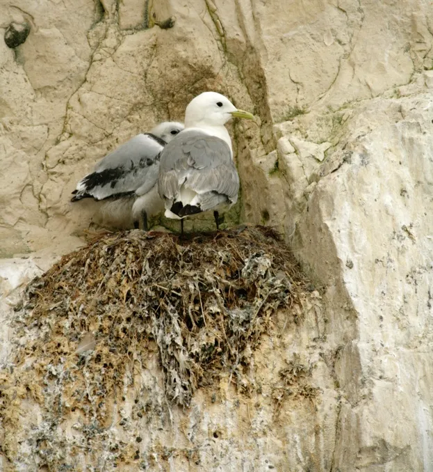 Aren't Birds Brilliant scheme at Seaford, Sussex. Telescopes & binoculars are available for viewing the Kittiwake, Rissa tridactyla, colony. RSPB staff and volunteers are on hand to talk to visitors. July 2007.