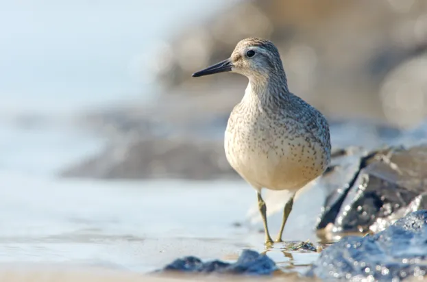 Red Knot-Calidris canutus on shoreline, Texel, The Netherlands, September 2009