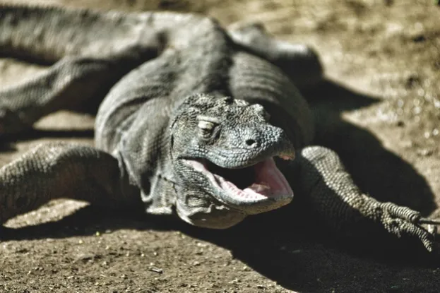 Komodo National Park is famous for its dragons, one of Asia?s most fearsome super-predators. Experts believe that Varanus komodoensis may have evolved to such spectacular size ? the biggest recorded in the wild was 3.13m long and weighed 105kg ? to hunt a pygmy elephant that once lived in these forests.