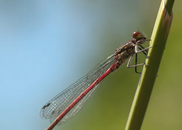 Large Red Damselfly (Pyrrhosoma nymphula) Male. West Sussex, UK. May.