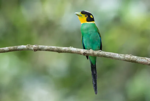 A male Long-tailed Broadbill stopped on a nearby perch before returning to its nesting in Kaeng Krachan National Park, Thailand