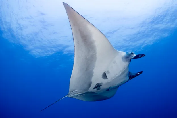 swimming giant oceanic manta ray in the mid blue water