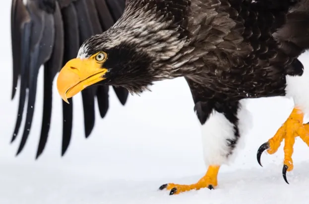 A Steller's sea-eagle in Hokkaido © Manuel Romaris / Getty