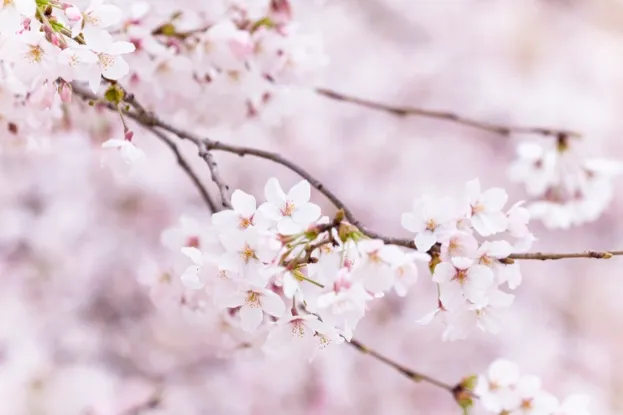 Japanese cherry blossom (sakura) © Masahiro Makino / Getty