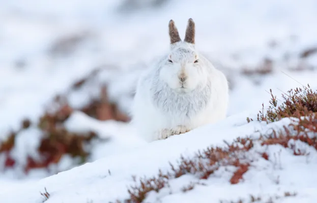 During winter, mountain hares' pelage turns white. © Wild and Free/Getty