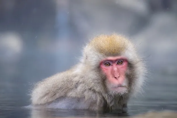 Japanese macaque in a thermal spring at Yudanaka © Naphat Photography / Getty