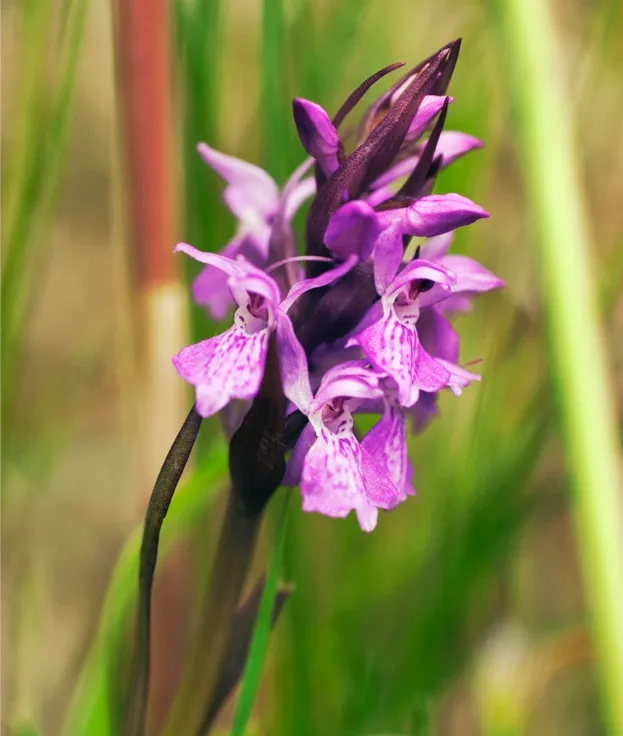 Marsh Orchid, Dactylorhiza traunsteineri. (Photo by FlowerPhotos/UIG via Getty Images)
