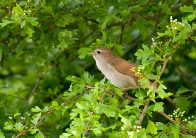 Nightingale Luscinia megarhynchos, singing from a hawthorn bush, Minsmere, Suffolk, May