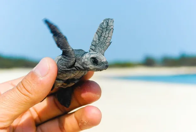Found this olive ridley turtle hatchling on North East Island, an important sea turtle rookery, off Groote Eylandt.